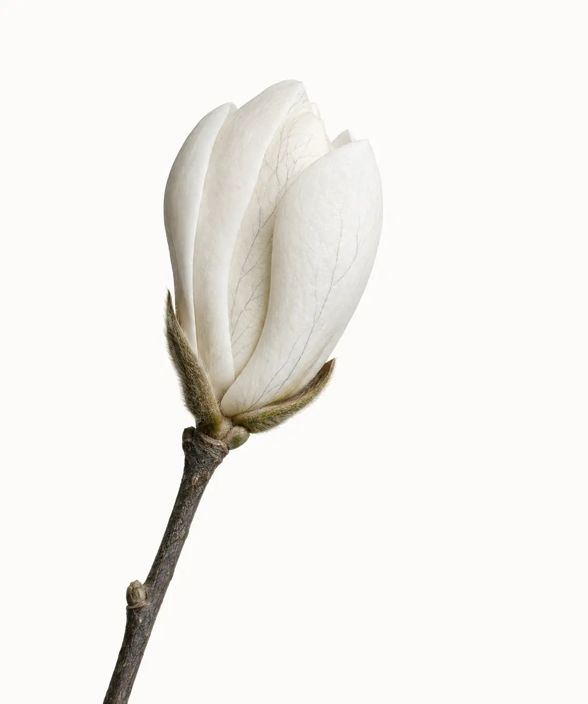 A compact white magnolia bud beginning to open on a single natural stem