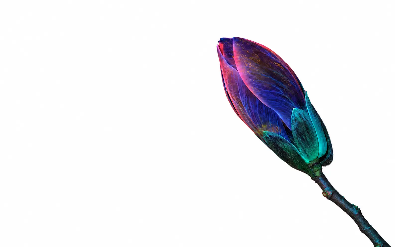 A luminous pink, violet, and teal magnolia bud representing the Muna language model