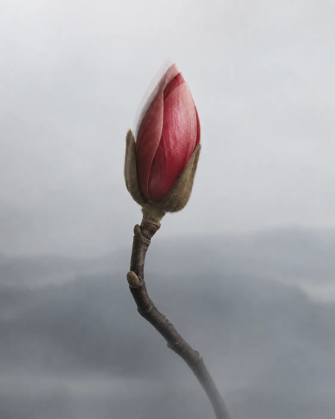 A closed magnolia bud on a weathered branch emerging through cold mist