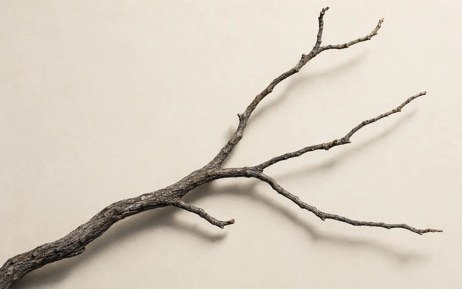 A single weathered branch dividing into several open directions